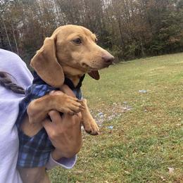Tachi - Dachshund