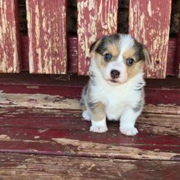 Lena - Black and tan female Pembroke Welsh Corgi puppy in Anton, Texas from X Bar's Lil Legs of Texas
