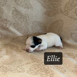 Ellie - Parti female Yorkshire Terrier puppy in Clarksburg, Indiana from Hidden Gems Parti Yorkies