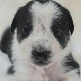 Aimee (Puppy 6 -Female) - Tri-color female Border Collie puppy in Danielsville, Georgia from MABorderCollies