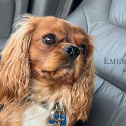 Cavalier King Charles Spaniels and Golden Retrievers from Emerald Grove Puppies