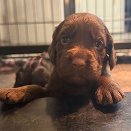 Bramble - Liver male English Cocker Spaniel puppy in Lake City, Florida from Ryndal & Co.