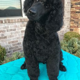 Poodle Puppies from LaFleur Poodles