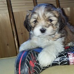 Lhasa Apso Puppies from Absosengkye Kennel