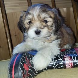 Lhasa Apso Puppies from Absosengkye Kennel