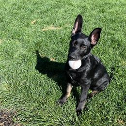 Boy 4 - German Shepherd puppy in Modoc County, California from Vom Marischal Working Lines German Shepherd Dogs