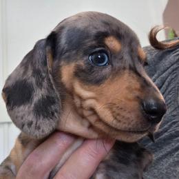 Orange collar black and tan dapple boy - Dapple male Dachshund puppy in Caldwell, Idaho from Dozendachs