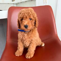 Stitch - Red  male Goldendoodle puppy in Charlotte, North Carolina from Barkins and Company