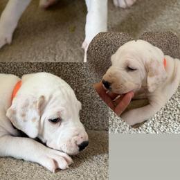 LUA Male 2 - White and lemon male Dalmatian puppy in Louisa, Virginia from Dalmatian Creation LLC