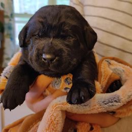 Labrador Retriever Puppies from Bear Bones Labradors