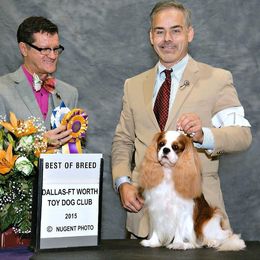 Cavalier King Charles Spaniel Puppies from Castlemar Cavaliers