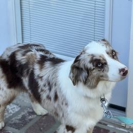 Murphy - Miniature Australian Shepherd