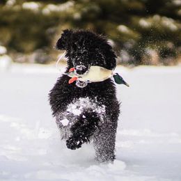 Poodles from Shining Eltz Standard Poodles