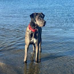 Sancho - Great Dane