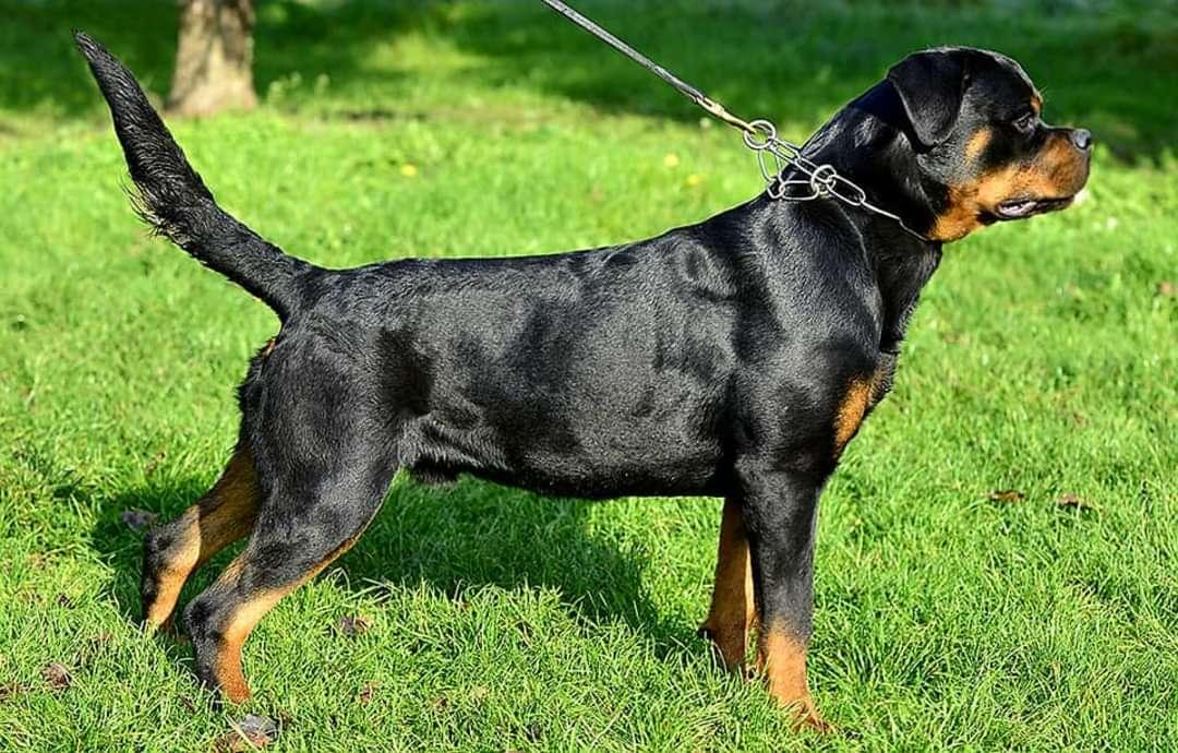 Mickey's Rottweilers in California | Rottweiler puppies | Good Dog