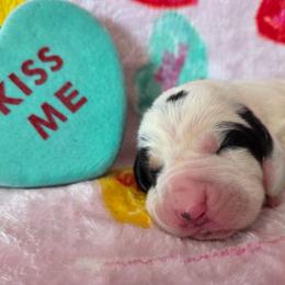Girl 1 - Black white and brown female Basset Hound puppy in Denison, Texas from Emma Lou's Baby Bassets