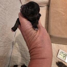 Boy dark brindle - Brindle male Shih Tzu puppy in Missouri from Farm Animal Mommy Shih tzu's Michalek Dog Breeder