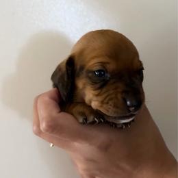 Pearl - Black and tan female Dachshund puppy in Nuevo, California from Weenie Hut Jrs