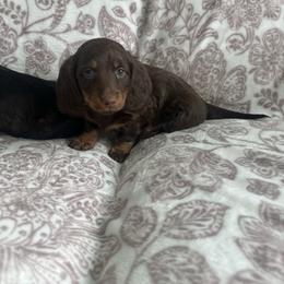 Male 1 - Chocolate and tan male Dachshund puppy in Sauk Village, Illinois from Midwest Timberland Pups