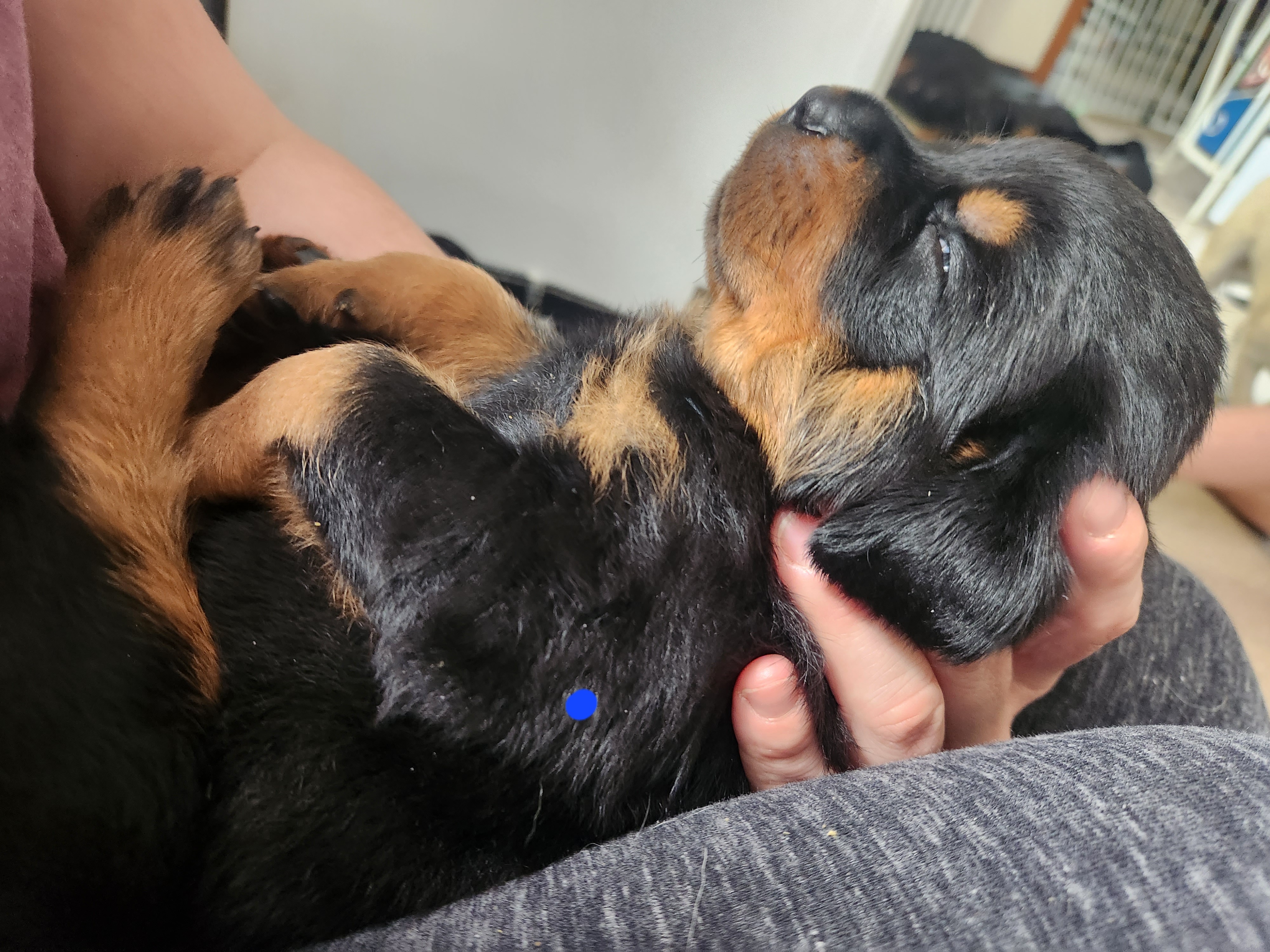 Blue Male - Rottweiler puppy in Brasher Falls, New York from Tri-town Rotties