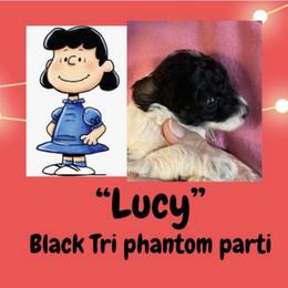 Lucy - Phantom female Poodle puppy in Pocatello, Idaho from Snugglebear Moyen Poodles of SE Idaho
