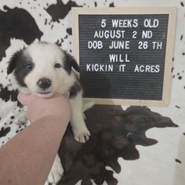 Will - Blue male Border Collie puppy in Chariton, Iowa from Kickin It Acres BCs