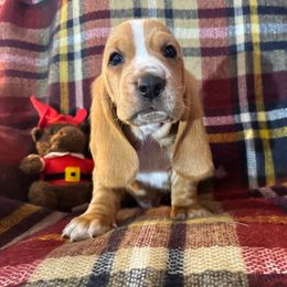 Pancake - Tan and white male Basset Hound puppy in Pilot Mtn, North Carolina from Lowdown Love Basset Hounds