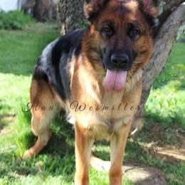 German Shepherd All Grown Up from Haus Wesmiller