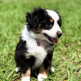 Lilo - Black tri female Toy Australian Shepherd puppy in Polk City, Florida from Skaky Shepherds