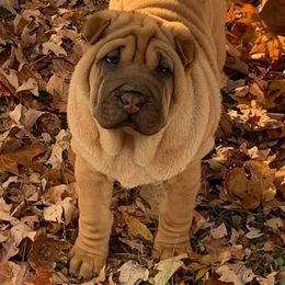 Girl 6 - Red fawn Chinese Shar-Pei puppy in Elkin, North Carolina from Martini Shar-Pei