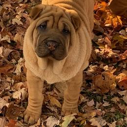 Girl 6 - Red fawn Chinese Shar-Pei puppy in Elkin, North Carolina from Martini Shar-Pei