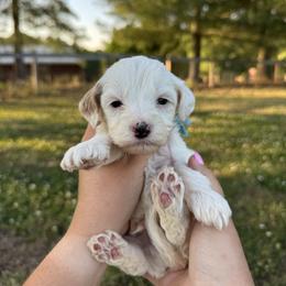 Ransomed - Blue collar boy - Parti male Goldendoodle puppy in Ruthorfordton, North Carolina from Duncan Doodles Goldendoodles