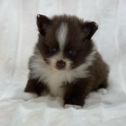 Toffee - Chocolate female Pomeranian puppy in Stuart, Virginia from Lil Aussie Posse