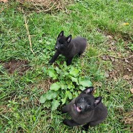 Schipperke Puppies from Karric Kennels