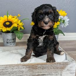 Winter - Black and tan female Cavapoo puppy in Casa, Arkansas from Blue Diamond Puppies