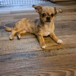 SC Cheetah - Brindle female Shih Tzu puppy in Meridian, Oklahoma from Crazy Love Kennels