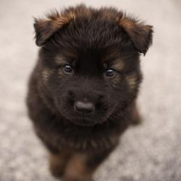 German Shepherd Puppies from FuryHaus German Shepherds