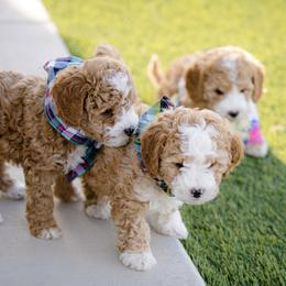 Poodle Puppies from Doodle Puppy Parti