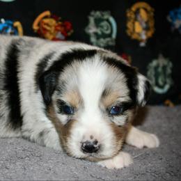 Cupid - Blue merle male Miniature Australian Shepherd puppy in El Dorado Springs, Missouri from HP Aussie Kennels