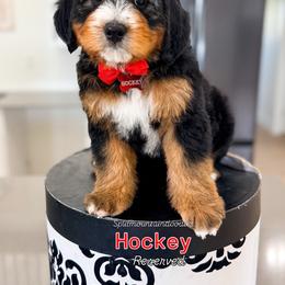 Hockey - Tri-color male Bernedoodle puppy in West Haven, Utah from Split Mountain Doodles