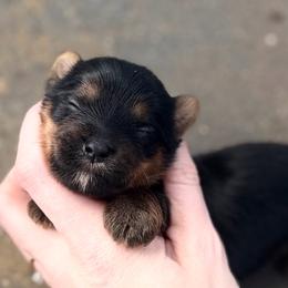 Little Lottie AKC - Black and tan female Yorkshire Terrier puppy in Hope, Indiana from DJ Yorkies