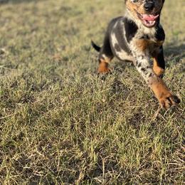 Beauceron and Doberman Pinscher Puppies from Elitehaus