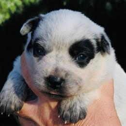 Ada - Blue female Australian Cattle Dog puppy in Redding, California from Macushla Kennel
