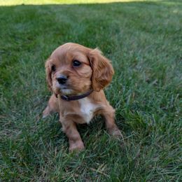 Geo - Ruby male Cavalier King Charles Spaniel puppy in New Holland, Pennsylvania from Mountain Breeze Puppies