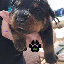 Lilac - Black and mahogany female Rottweiler puppy in Tangent, Oregon from Raya's Royals