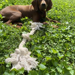 Redbone Coonhound Puppies from Shannon Family Redbone Coonhounds
