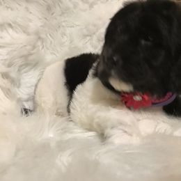 Poodle Puppies from Timber Hills Poodles and Doodles