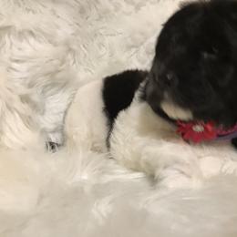 Poodle Puppies from Timber Hills Poodles and Doodles
