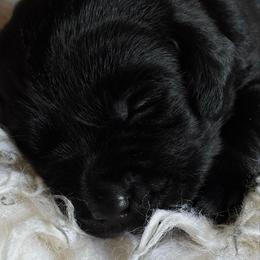 Brook - Black female Labrador Retriever puppy in Taylors, South Carolina from Spring Water Labs of the Carolinas