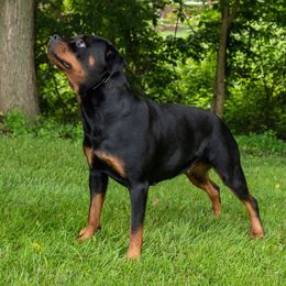 Felon - Rottweiler